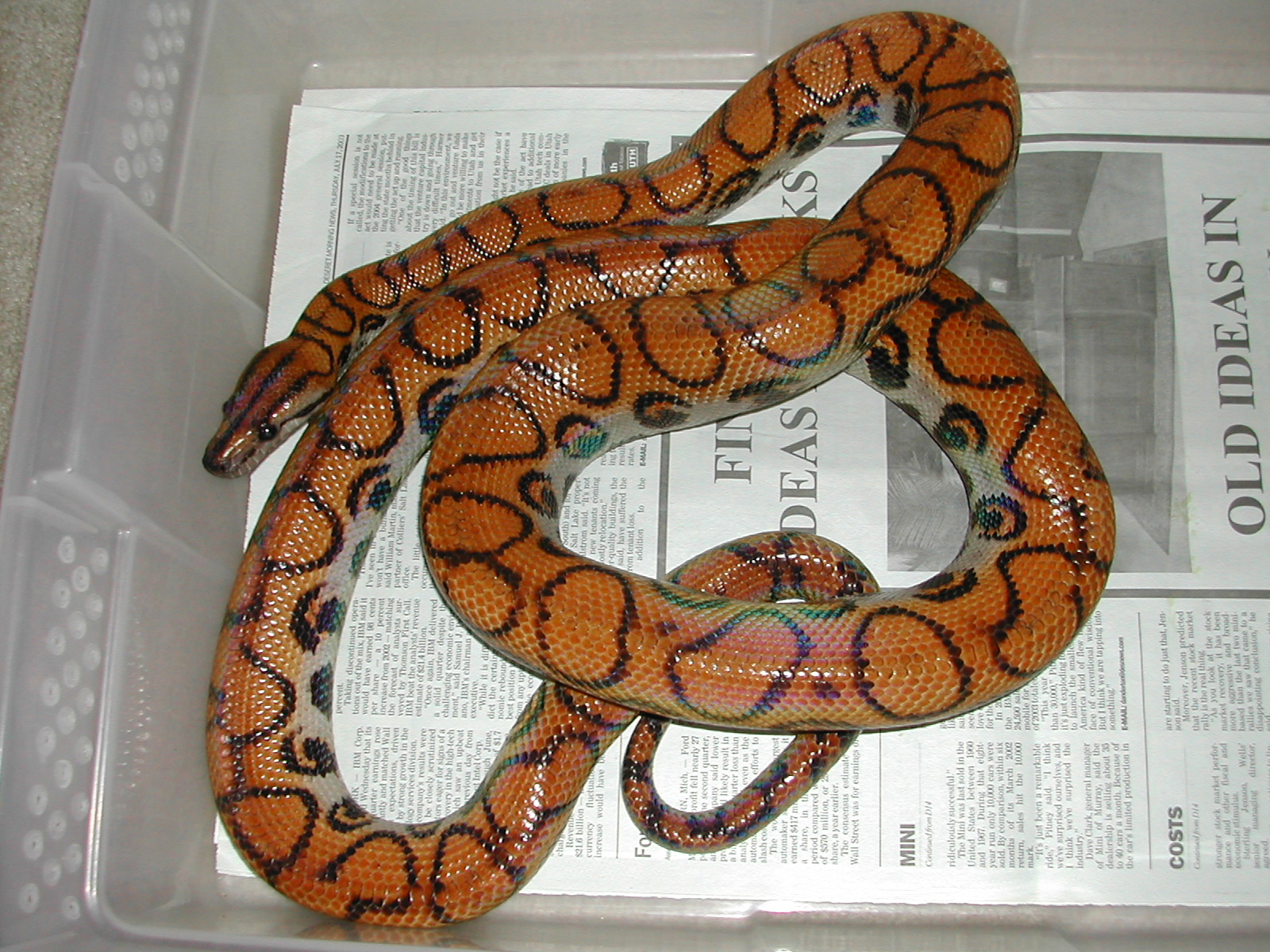 2003, male Brazilian Rainbow boa